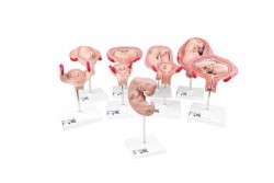 Seria modeli Deluxe Pregnancy, 9 indywidualnych modeli zarodków i płodów - 3B Smart Anatomy - 1018628 [L11]